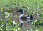 Northern shoveler. Adult male in breeding plumage. Kingston, Norfolk Island, June 2017. Image © Alan Tennyson by Alan Tennyson.