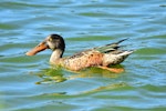 Northern shoveler. Non-breeding male. Parc du Marquenterre, France, August 2016. Image © Cyril Vathelet by Cyril Vathelet.