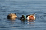 Northern shoveler. Breeding pair swimming and feeding. Parc du Marquenterre, France, March 2016. Image © Cyril Vathelet by Cyril Vathelet.