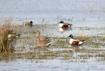 Northern shoveler. Group of male and female (brown) swimming, (Eurasian teal in the background). Parc du Marquenterre, France, March 2016. Image © Cyril Vathelet by Cyril Vathelet.