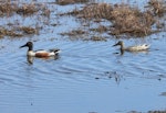 Northern shoveler. Adult male and female in breeding plumage. Yukon-Kuskokwim Delta, Alaska, May 2008. Image © Keith Woodley by Keith Woodley.