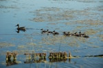 Northern shoveler. Female with brood. Saskatchewan, June 2008. Image © Sarah Jamieson by Sarah Jamieson.