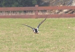 Northern shoveler. Adult male in breeding plumage in flight. Kingston, Norfolk Island, June 2017. Image © Alan Tennyson by Alan Tennyson.