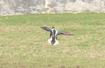 Northern shoveler. Adult male in breeding plumage, taking flight. Kingston, Norfolk Island, June 2017. Image © Alan Tennyson by Alan Tennyson.