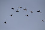 Northern shoveler. Ventral view of group in flight. Parc du Marquenterre, France, March 2016. Image © Cyril Vathelet by Cyril Vathelet.