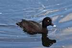 Australian white-eyed duck | Karakahia. Adult male. Gympie, Queensland, June 2020. Image © Julie Hempsall 2020 birdlifephotography.org.au by Julie Hempsall.