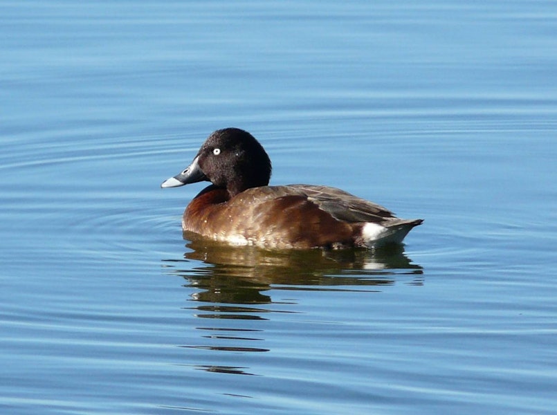 Australian white-eyed duck | Karakahia. Adult male. Centennial Park, Sydney, June 2009. Image © Alan Tennyson by Alan Tennyson.