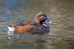 Australian white-eyed duck | Karakahia. Adult male. Dromana, Victoria, Australia, November 2018. Image © Mark Lethlean by Mark Lethlean.