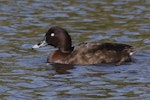 Australian white-eyed duck | Karakahia. Adult male. Kaiapoi, Christchurch, April 2012. Image © Peter Langlands by Peter Langlands.