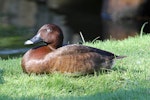 Australian white-eyed duck | Karakahia. Adult male on ground. Perth, January 2016. Image © Duncan Watson by Duncan Watson.