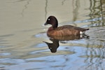 Australian white-eyed duck | Karakahia. Adult male. Clydesdale Reserve, South Perth, Western Australia, August 2019. Image © Philip Karstadt 2019 birdlifephotography.org.au by Philip Karstadt.