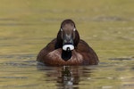 Australian white-eyed duck | Karakahia. Adult male. Gladstone, Queensland, July 2018. Image © Bruce McNaughton 2018 birdlifephotography.org.au by Bruce McNaughton.