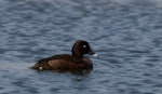 Australian white-eyed duck | Karakahia. Male on the water. Melbourne, Victoria, Australia, December 2008. Image © Sonja Ross by Sonja Ross.