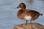 Australian white-eyed duck | Karakahia. Adult male. Lake Monger, Perth, Western Australia, June 2018. Image © William Betts 2018 birdlifephotography.org.au by William Betts.