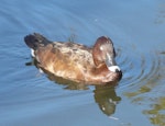 Australian white-eyed duck | Karakahia. Adult male. Centennial Park, Sydney, June 2009. Image © Alan Tennyson by Alan Tennyson.