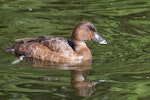 Australian white-eyed duck | Karakahia. Adult female. Caboolture, Queensland, June 2013. Image © Diana Womersley 2013 birdlifephotography.org.au by Diana Womersley.