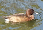 Australian white-eyed duck | Karakahia. Adult female. Centennial Park, Sydney, June 2009. Image © Alan Tennyson by Alan Tennyson.