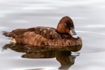 Australian white-eyed duck | Karakahia. Adult female. Northlakes, Queensland, May 2019. Image © Adam Higgins 2019 birdlifephotography.org.au by Adam Higgins.