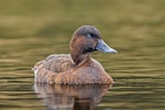 Australian white-eyed duck | Karakahia. Adult female. Dromana, Victoria, Australia, November 2018. Image © Mark Lethlean by Mark Lethlean.