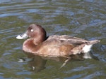 Australian white-eyed duck | Karakahia. Adult male. Centennial Park, Sydney, June 2009. Image © Alan Tennyson by Alan Tennyson.