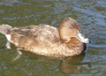 Australian white-eyed duck | Karakahia. Adult female. Centennial Park, June 2009. Image © Alan Tennyson by Alan Tennyson.