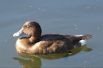 Australian white-eyed duck | Karakahia. Adult female. Centennial Park, Sydney, June 2009. Image © Alan Tennyson by Alan Tennyson.