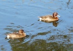 Australian white-eyed duck | Karakahia. Adult male and female. Centennial Park, Sydney, June 2009. Image © Alan Tennyson by Alan Tennyson.