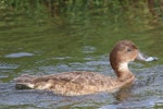 Australian white-eyed duck | Karakahia. Adult female. Herdsman Lake, Perth, Western Australia, January 2016. Image © William Betts 2016 birdlifephotography.org.au by William Betts.