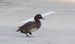 Australian white-eyed duck | Karakahia. Adult male walking. Melbourne, Victoria, Australia, May 2013. Image © Sonja Ross by Sonja Ross.