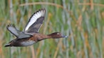 Australian white-eyed duck | Karakahia. Adult male in flight. Jawbone Reserve, Altona, Victoria, March 2017. Image © Stephen Garth 2017 birdlifephotography.org.au by Stephen Garth.