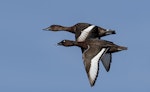 Australian white-eyed duck | Karakahia. Adult pair in flight (male nearest). Bibra Lake, Perth, Western Australia, November 2018. Image © Jim Schultz 2020 birdlifephotography.org.au by Jim Schultz.