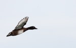 Australian white-eyed duck | Karakahia. Adult male in flight. Western Treatment Plant, Werribee, Victoria, Australia, September 2008. Image © Sonja Ross by Sonja Ross.