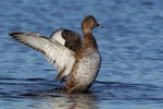 Australian white-eyed duck | Karakahia. Adult female flapping wings. Herdsman Lake, Perth, Western Australia, February 2017. Image © William Betts 2017 birdlifephotography.org.au by William Betts.