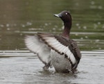 Australian white-eyed duck | Karakahia. Adult male wing-flapping. Sherwood Arboretum, Queensland, June 2016. Image © Glenn Pure 2016 birdlifephotography.org.au by Glenn Pure.