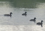 Australian white-eyed duck | Karakahia. Adult male (left) with New Zealand scaup. Foxton, November 2013. Image © Alan Tennyson by Alan Tennyson.