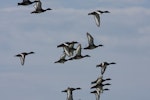 Australian white-eyed duck | Karakahia. Flock in flight. Roebuck Bay, West Australia, February 2009. Image © Phil Battley by Phil Battley.