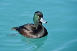 New Zealand scaup | Pāpango. Adult male. Ohau Canal, Twizel, May 2015. Image © Shellie Evans by Shellie Evans.