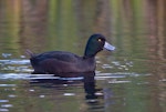 New Zealand scaup | Pāpango. Adult male calling. Linwood Drain, Christchurch, June 2023. Image © Ben Ackerley by Ben Ackerley.