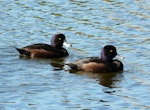 New Zealand scaup | Pāpango. Adult males showing purple iridescence. Waimanu Lagoon, Waikanae, September 2012. Image © Alan Tennyson by Alan Tennyson.