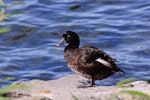 New Zealand scaup | Pāpango. Male standing showing feather colouring. Lake Taupo, January 2011. Image © Albert Aanensen by Albert Aanensen.