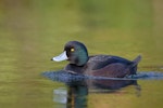 New Zealand scaup | Pāpango. Adult male showing green iridescence. Hamurana Springs, August 2012. Image © Tony Whitehead by Tony Whitehead.