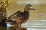 New Zealand scaup | Pāpango. Adult female. Rotorua, Bay of Plenty, August 2006. Image © Neil Fitzgerald by Neil Fitzgerald.