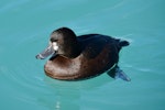 New Zealand scaup | Pāpango. Adult female. Ohau Canal, Twizel, May 2015. Image © Shellie Evans by Shellie Evans.