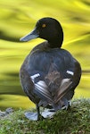 New Zealand scaup | Pāpango. Rear view of adult male showing plumage colouring. Wanganui, January 2006. Image © Ormond Torr by Ormond Torr.