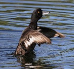 New Zealand scaup | Pāpango. Male showing wings. Wanganui, December 2011. Image © Ormond Torr by Ormond Torr.