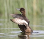 New Zealand scaup | Pāpango. Female flapping, showing wingbar. Lake Tarawera, December 2010. Image © Phil Battley by Phil Battley.