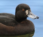 New Zealand scaup | Pāpango. Close view of female. Wanganui, August 2012. Image © Ormond Torr by Ormond Torr.