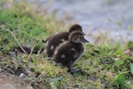 New Zealand scaup | Pāpango. Chicks. Lake Taupo, January 2011. Image © Jenny Atkins by Jenny Atkins.