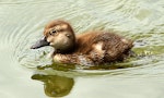 New Zealand scaup | Pāpango. Duckling. Wanganui, December 2012. Image © Ormond Torr by Ormond Torr.