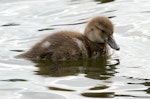 New Zealand scaup | Pāpango. Duckling. Wanganui, December 2011. Image © Ormond Torr by Ormond Torr.